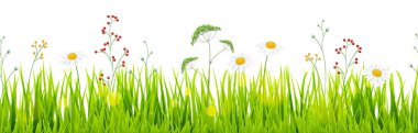 Aşağıdaki dikişsiz panorama yeşil yaz çimenlerinin vektör arkaplan şablon dosyasını yaz veya bahar tasarımları için papatya ile doldurur