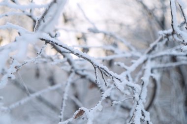 Kış ağaç dalları dondurulmuş