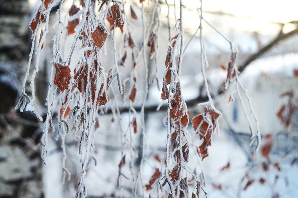 Inverno galhos de árvores congeladas — Fotografia de Stock