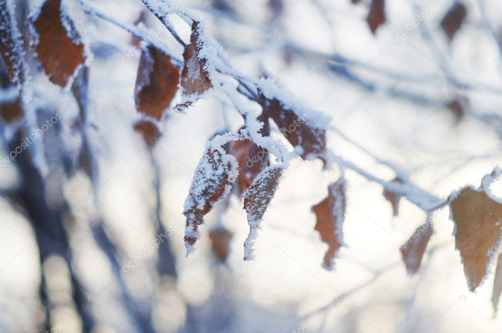 Winter frozen tree branches