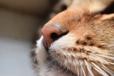 Güneşin altında pembe kedi burnu