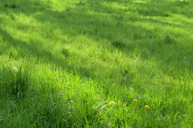 Parlak yeşil güneşli açıklık ve taze otlar.