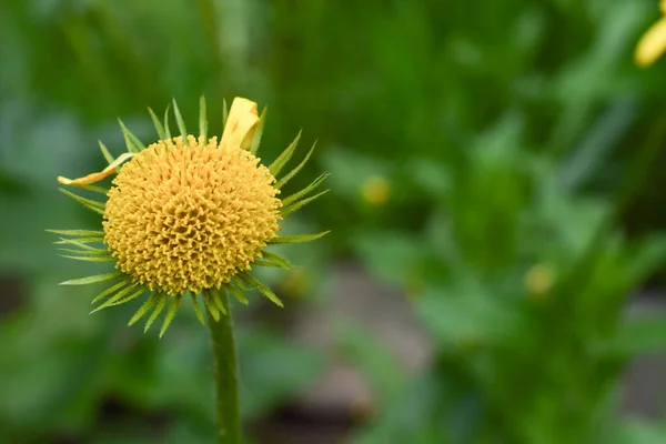 Ядро Желтого Цветка Электроампана Лепестков Природе Rostenia Asteraceae — стоковое фото