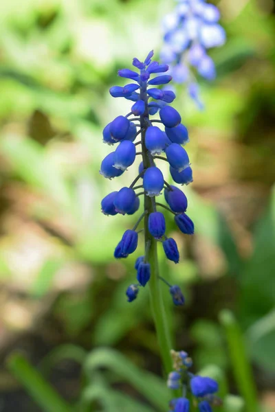 muscari is a blue flower in the people of Luki a bright plant