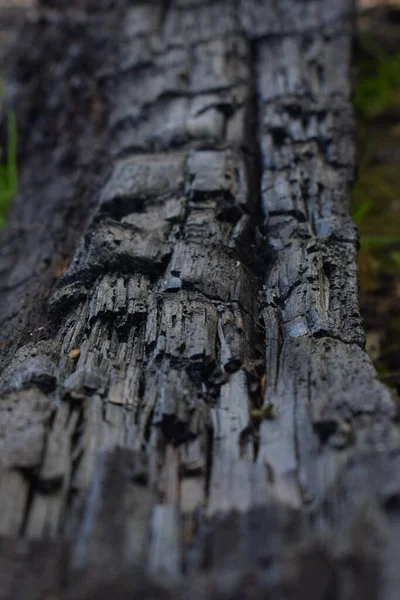 黒木の背景色を焼く — ストック写真