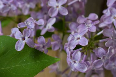 Mor renkli, yeşil yapraklı, açık çiçekli leylak çalısı.