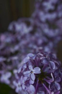 Leylak dalının tepesi siyah bir arka planda mor. Makro.