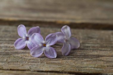Mor leylak çiçekleri, ahşap yüzeyde bir yığın halinde yatar.