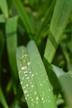 Şeffaf su damlacıkları güneş ışığında bir yaprağın üzerinde parıldıyor, makro. Açık havada sabah çiy damlaları düşüyor. Doğanın güzel bir görüntüsü.