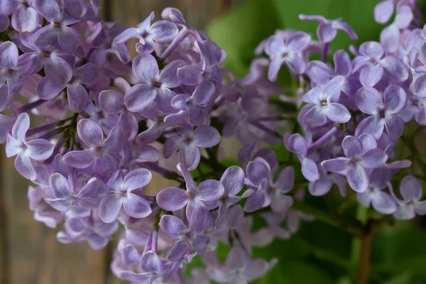 Лиловый Куст Открытыми Цветами Нежного Фиолетового Цвета Зелеными Листьями Macro — стоковое фото