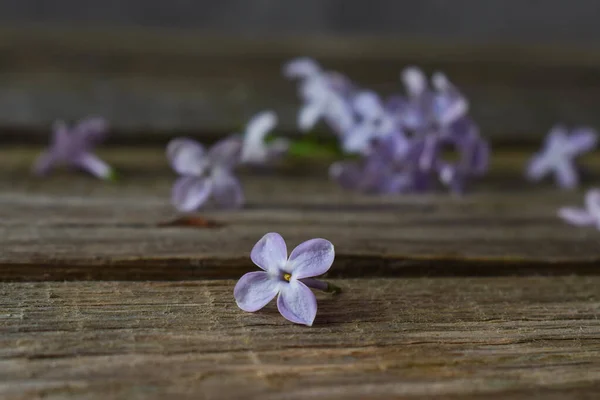 a lilac flower from lilac lies in a crack on a wooden board. horizontal
