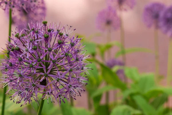 Una Cabeza Cebolla Silvestre Sobre Fondo Borroso Flores Púrpuras Planta — Foto de Stock