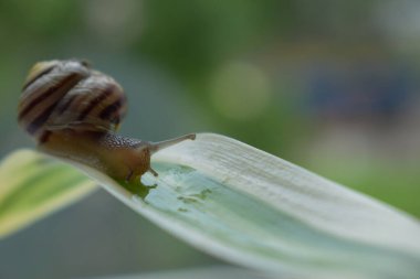 Küçük kahverengi bir vahşi salyangoz bitkinin yaprağı boyunca sürünerek parlak bir sümüklü böcek bırakır. Makro