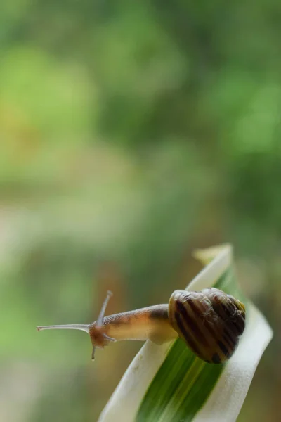 Bir Bitki Yaprağına Tutunarak Küçük Kahverengi Bir Vahşi Salyangoz Ortaya — Stok fotoğraf