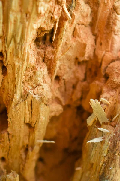 나무로 통나무 과썩은 그루터기와 곤충의 매크로 — 스톡 사진