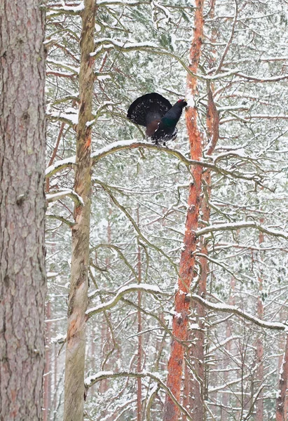 Maschio Capercaillie visualizzazione in una pineta Foto Stock