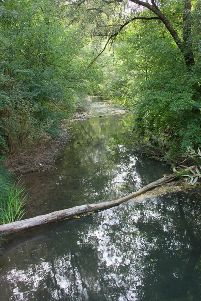 Verano en el bosque — Foto de Stock