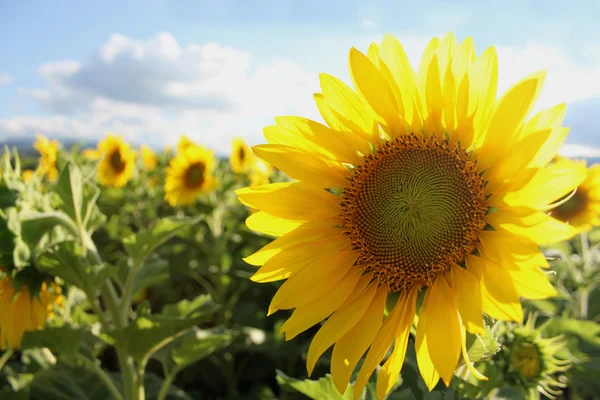 Slunečnice v létě — Stock fotografie