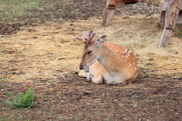 Schöne schlafende Hirschkuh — Stockfoto