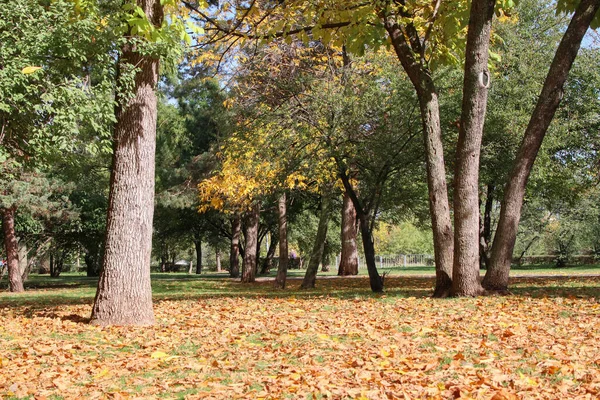 Χρυσό Φθινόπωρο Στο Πάρκο Πεσμένα Φύλλα — Φωτογραφία Αρχείου