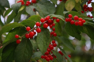 Renkli yapraklı sonbahar kavramı 