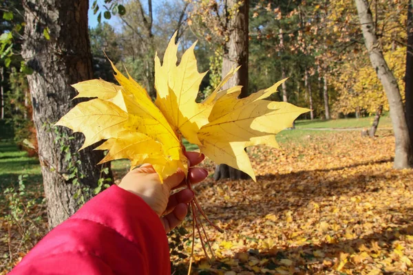 Autumn Concept Hands Holding Colorful Autumnal Leaves Forest — Stock Photo, Image