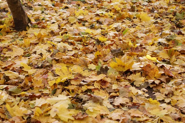 Golden Autumn Park Fallen Leaves — Stock Photo, Image