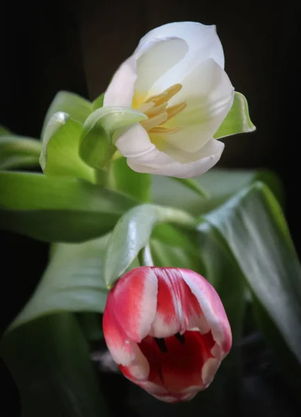 Nahaufnahme Bild Eines Straußes Bunter Tulpen Auf Dunklem Hintergrund — Stockfoto