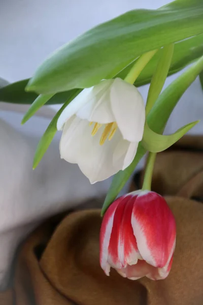 Nahaufnahme Bild Von Einem Strauß Bunter Tulpen — Stockfoto