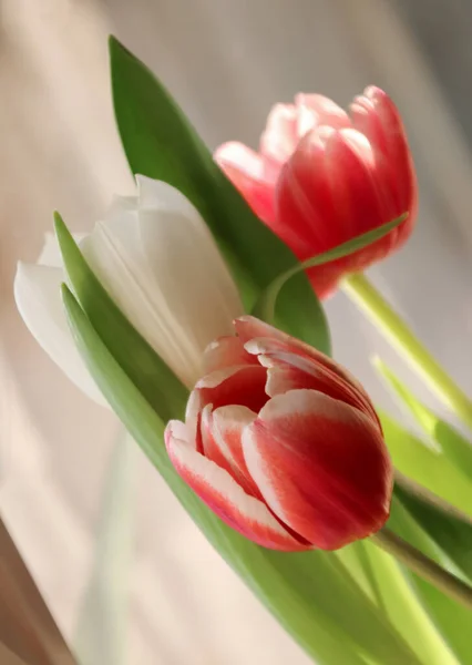 Nahaufnahme Bild Von Einem Strauß Bunter Tulpen — Stockfoto