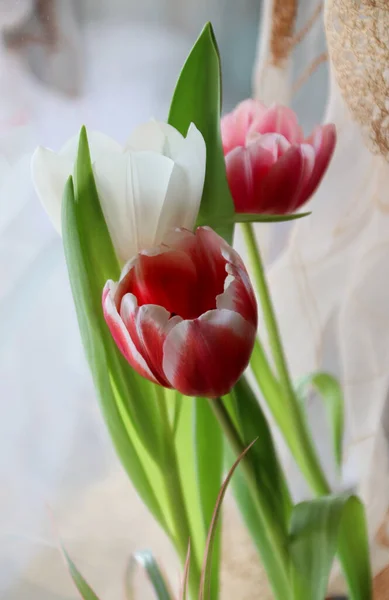 Nahaufnahme Bild Von Einem Strauß Bunter Tulpen — Stockfoto
