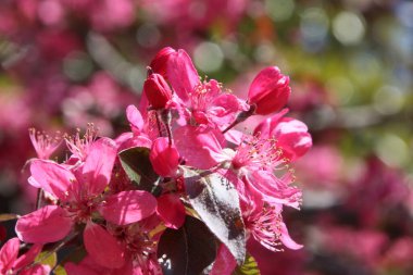 Güzel pembe bir bahar bitkisinin yakın plan fotoğrafı.