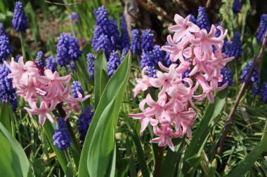 Taze renkli sümbülleri olan güzel bir bahar bahçesinin yakın plan fotoğrafı.