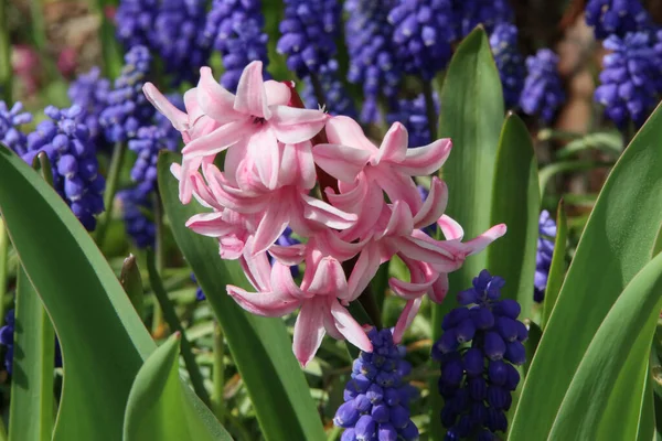 Nahaufnahme Bild Eines Schönen Frühlingsgarten Mit Frischen Bunten Hyazinthen — Stockfoto