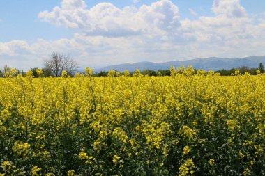 Kolza tohumu ve kanola tarlası olan kırsal alan.