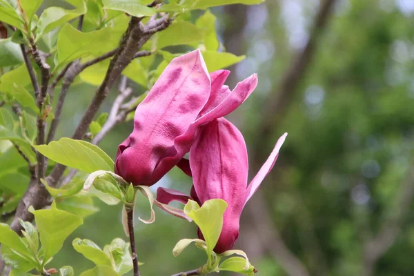 Nahaufnahme Eines Schönen Lila Magnolienbaums Der Von Vielen Blättern Umgeben — Stockfoto