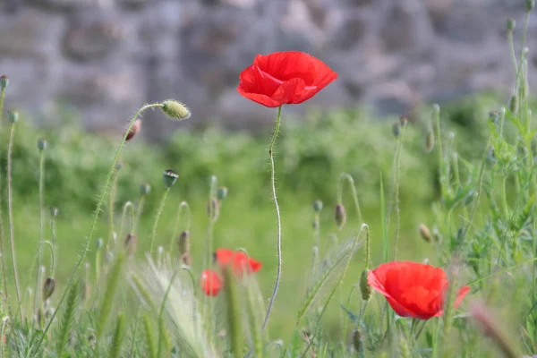 Paisaje Verano Con Maravilloso Campo Amapolas Rojas Margaritas Blancas —  Fotos de Stock