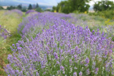 Ağaçlar ve dağlarla çevrili güzel tarlaların arasında çekilmiş lavanta.