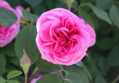 Güzel bir yaz bahçesindeki güzel bir gül çalısının yakın çekimi.