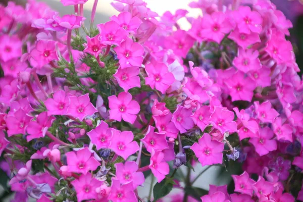 Nahaufnahme Einer Schönen Türkischen Nelke Einem Sommergarten — Stockfoto