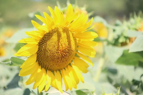 Imagen Primer Plano Solo Girasol Campo Verano —  Fotos de Stock