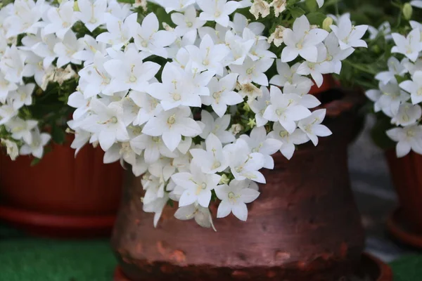 Closeup Picture Beautiful Turkish Carnation Copper Pot — Stock Photo, Image