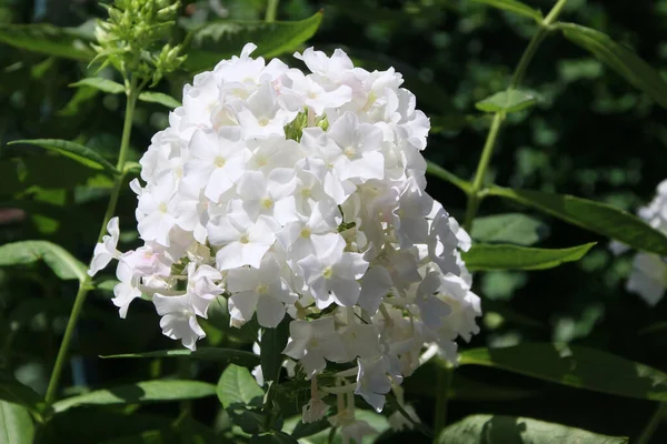 Photo Rapprochée Une Belle Oeillet Turque Dans Jardin Été — Photo