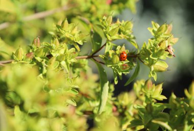 Sonbahar konsepti, sarı yeşil çalılık ve uğurkuşu, açık hava çekimi.