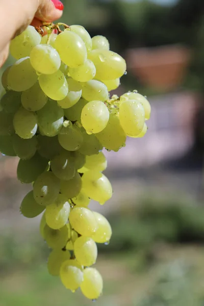 Concepto Otoñal Con Racimo Uvas Frescas Chupito Aire Libre — Foto de Stock