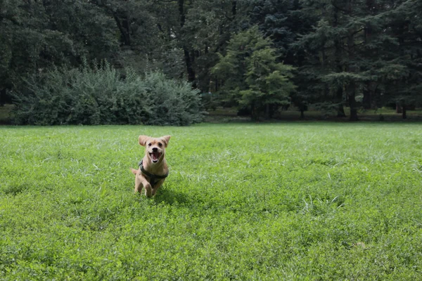 Lindo Labrador —  Fotos de Stock