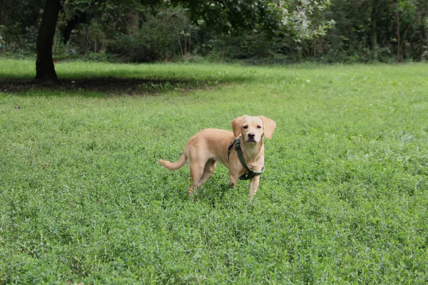 Labrador bonito — Fotografia de Stock