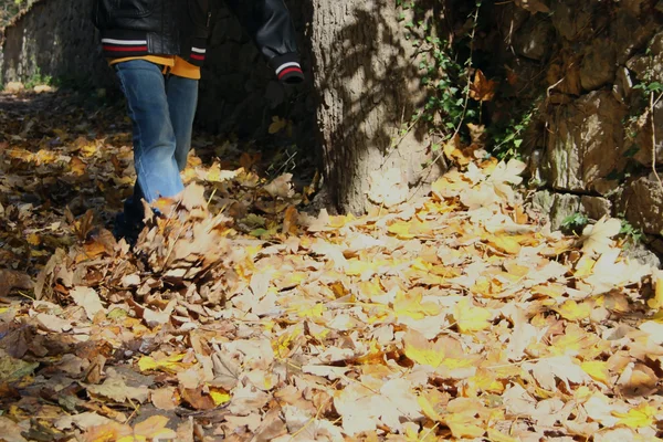 Herbst im Park — Stockfoto