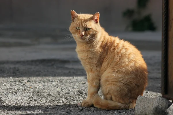 집없는 사람 — 스톡 사진