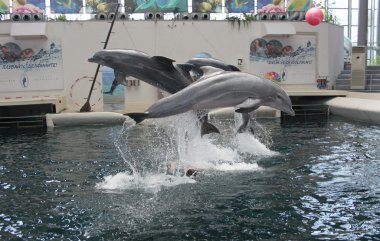 Festa Dolphinarium civarındaki